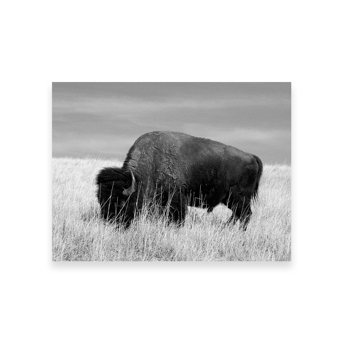Lone Buffalo Grayscale Wall Art - Stunning Sustainable Decor