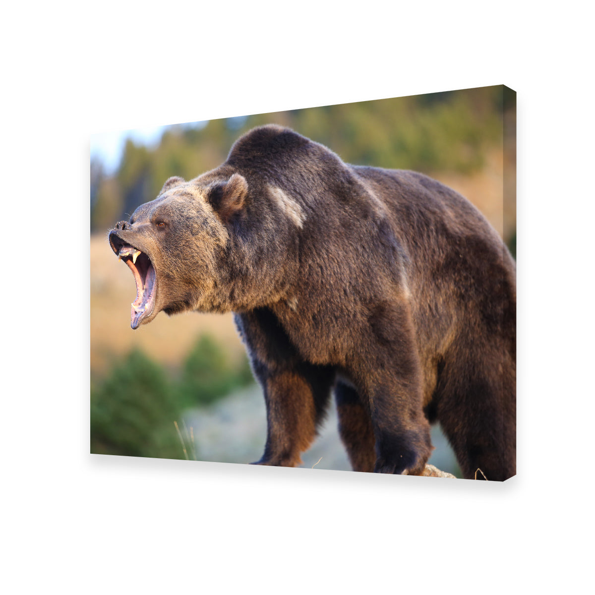 Stunning Grizzly Bear Growling Wall Art for Your Home Decor
