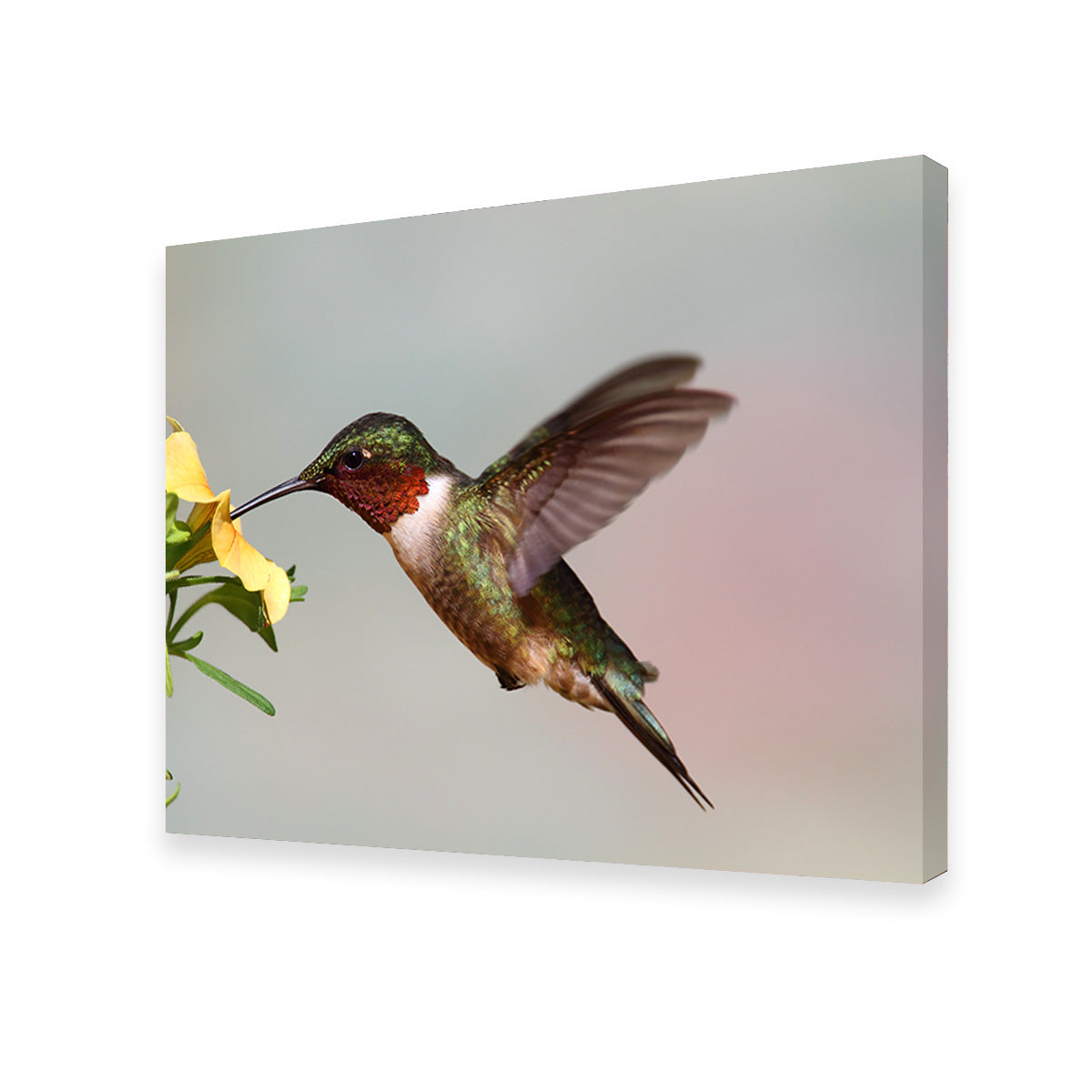 Exquisite Ruby Throated Hummingbird Wall Art for Stunning Decor