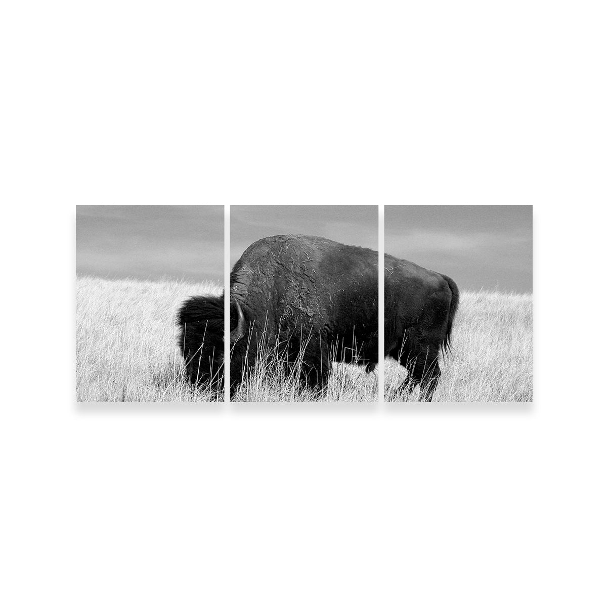 Lone Buffalo Grayscale Wall Art - Stunning Sustainable Decor