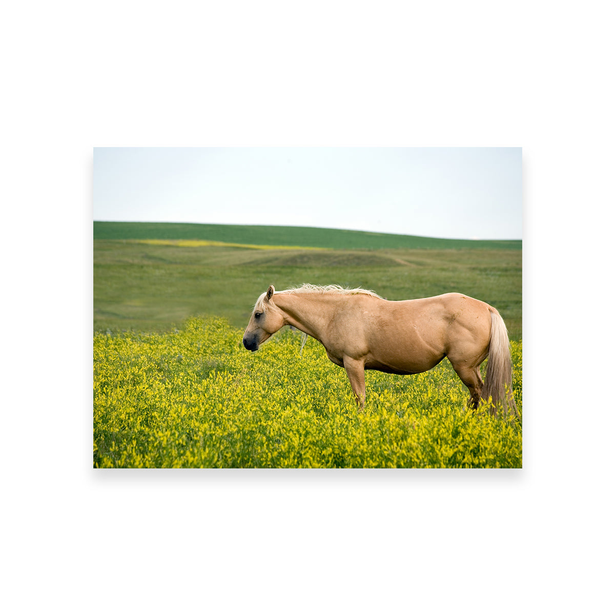 Stunning Palomino Quarter Horse Wall Art for Your Home Decor
