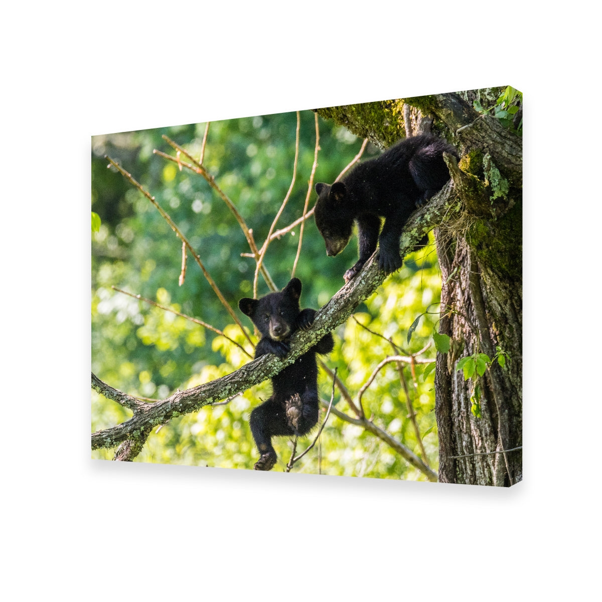 Adorable Black Bear Cubs Playing Wall Art - Perfect for Home Decor