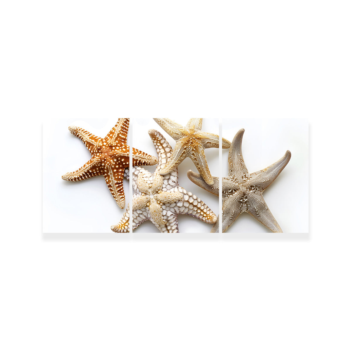 Gorgeous Starfishes Wall Art for Stunning Home Decor