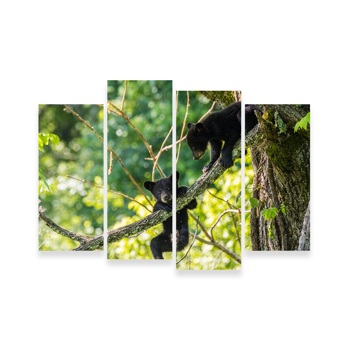Adorable Black Bear Cubs Playing Wall Art - Perfect for Home Decor