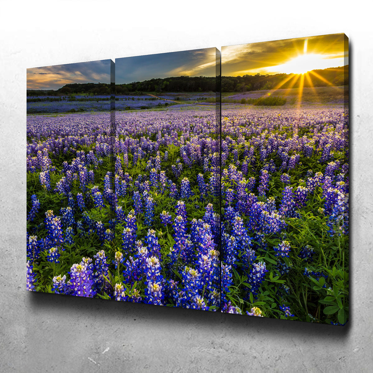 Gorgeous Texas Bluebonnet Field at Muleshoe Bend Wall Art for Home Decor