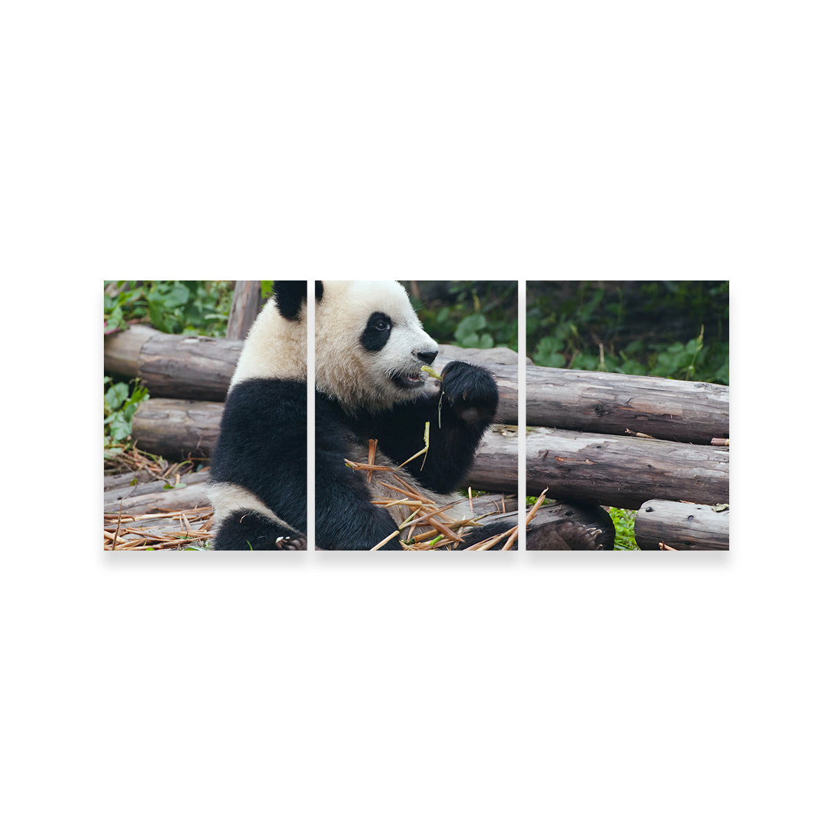 Adorable Panda Bear Eating Bamboo Wall Art for Home Decor