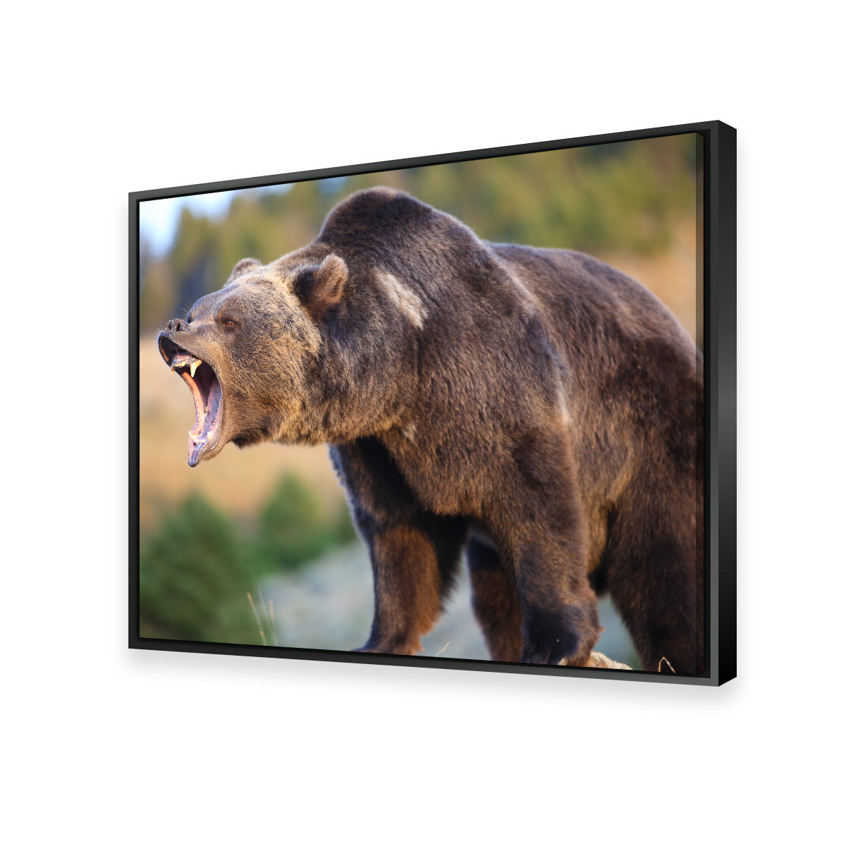 Stunning Grizzly Bear Growling Wall Art for Your Home Decor