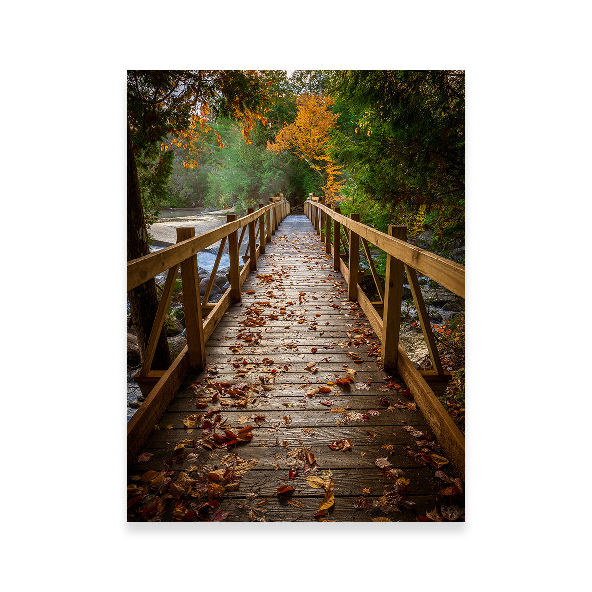 Breathtaking A Walk in the Woods Wall Art by Dennis Maida