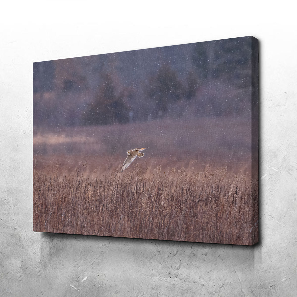 Stunning Owl in the Snow Wall Art by Dennis Maida