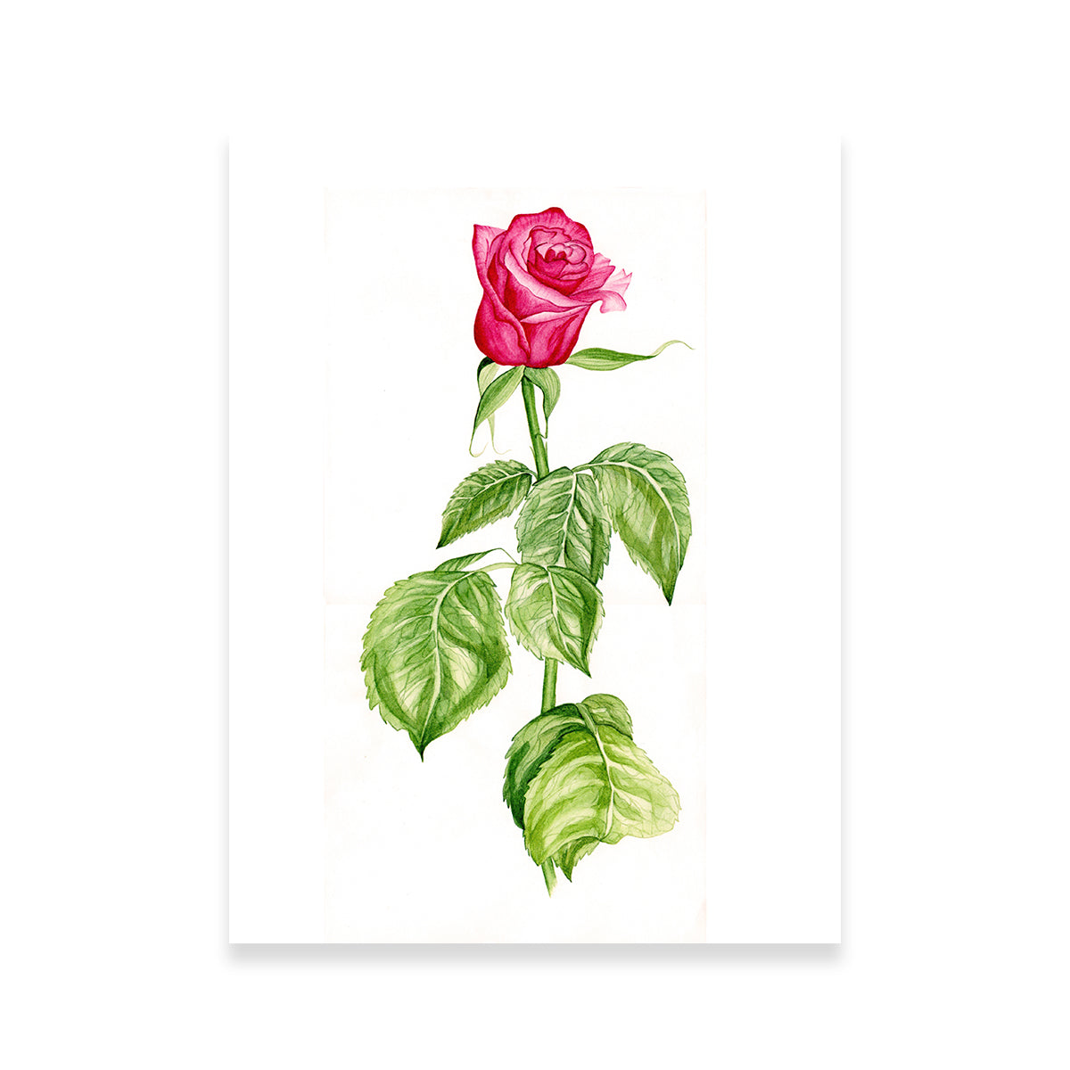 Stunning Red Rose Wall Art for a Captivating Home Decor