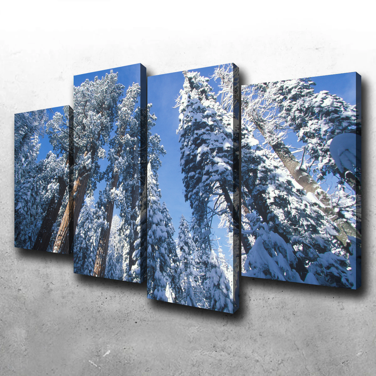 Breathtaking Redwoods Covered in Snow Wall Art for Your Home