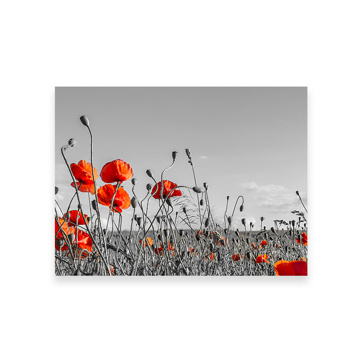 Gorgeous Lovely Poppy Field Wall Art for Home Decor