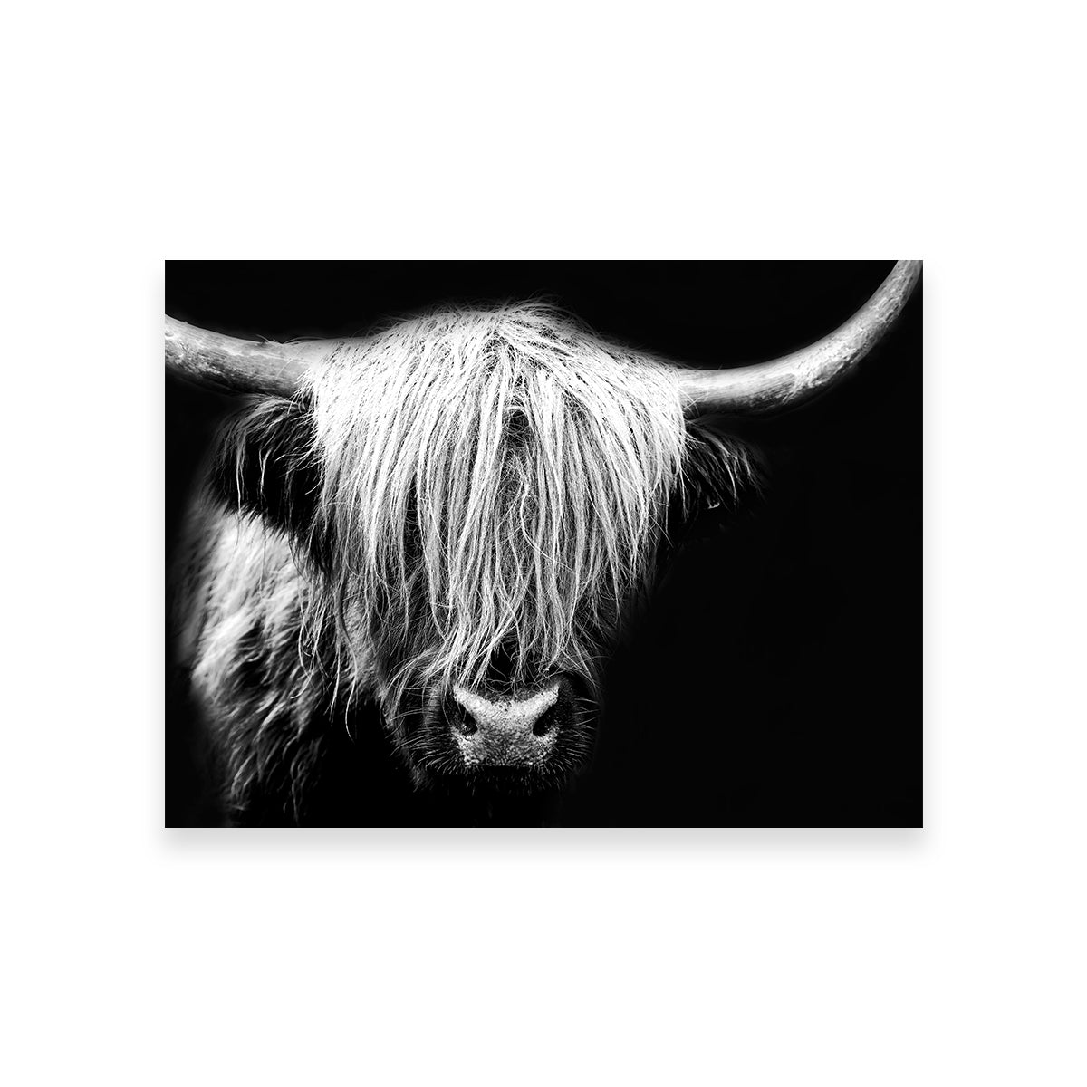 Stunning Grayscale Highland Cow Wall Art for Your Home Decor