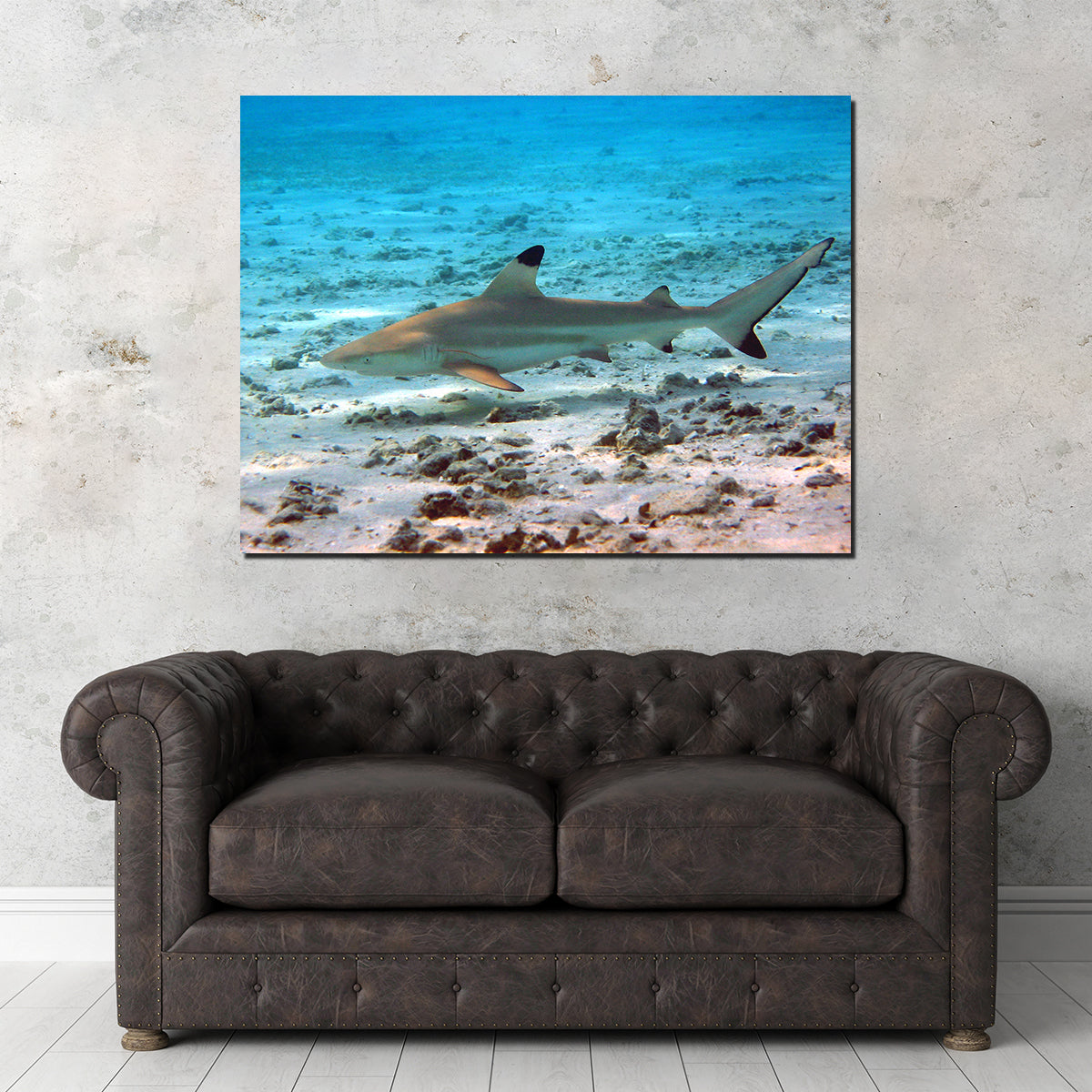 Stunning Black Tip Reef Shark Wall Art for Your Home Decor