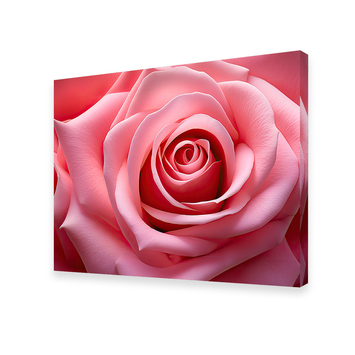Stunning Light Pink Rose Art Print