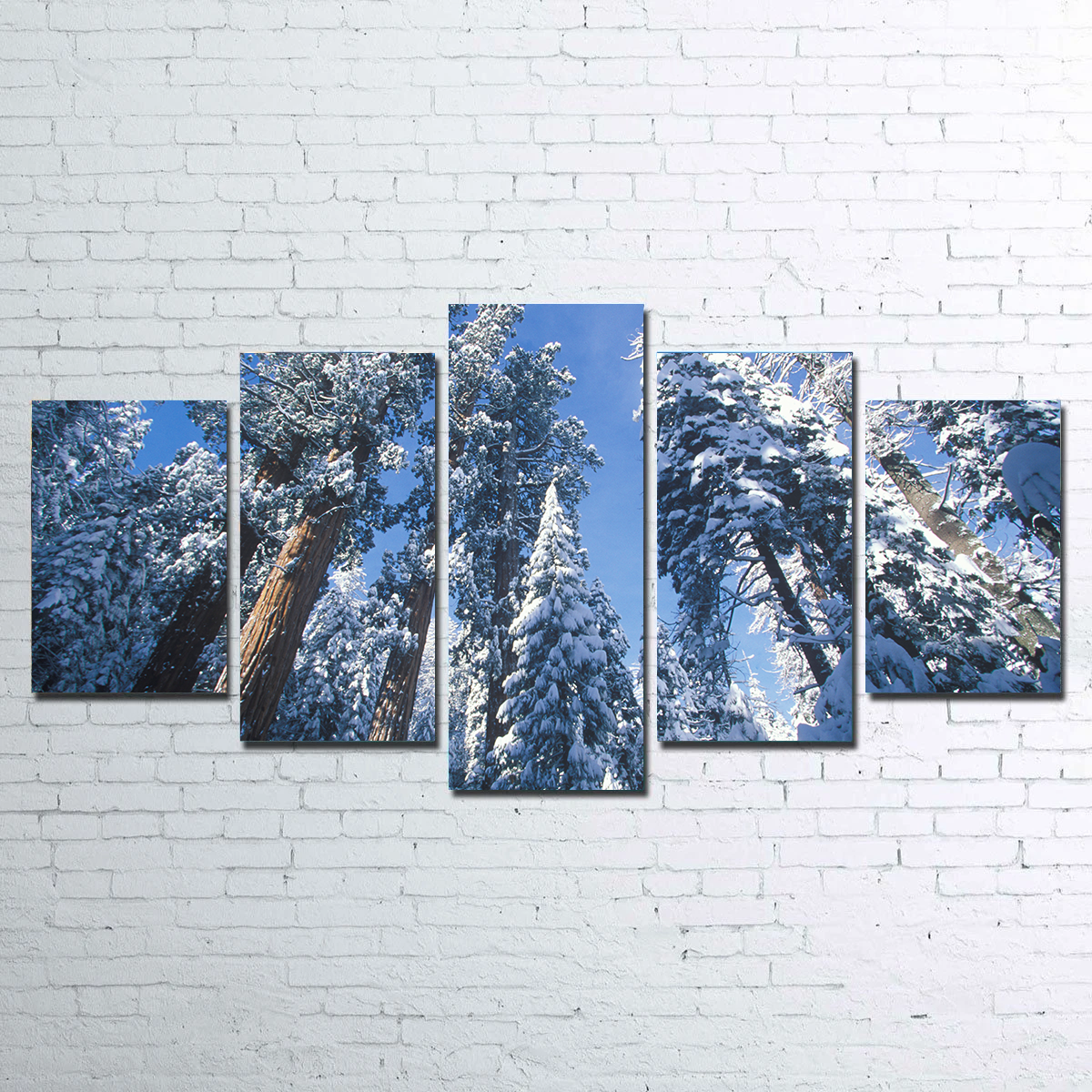 Breathtaking Redwoods Covered in Snow Wall Art for Your Home