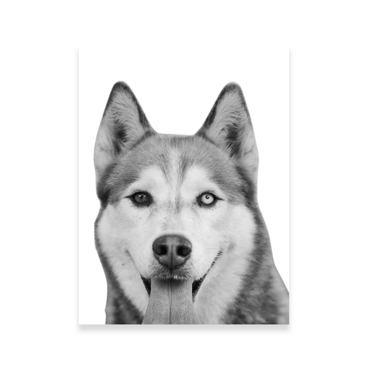 Hilarious Siberian Husky Wall Art for Unique Home Decor