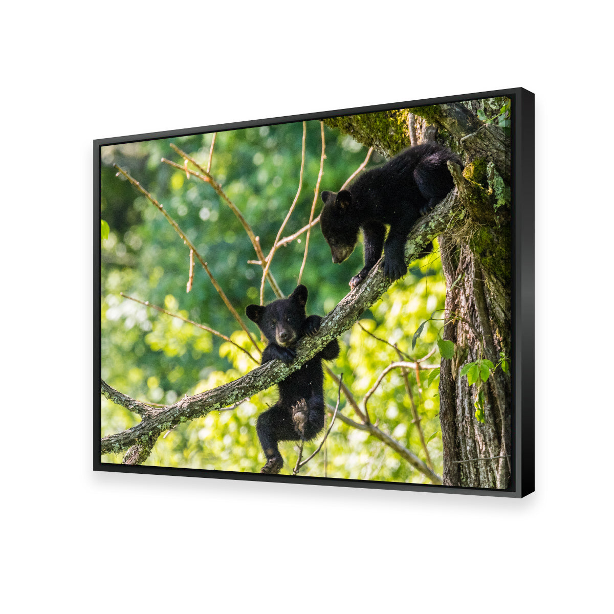 Adorable Black Bear Cubs Playing Wall Art - Perfect for Home Decor