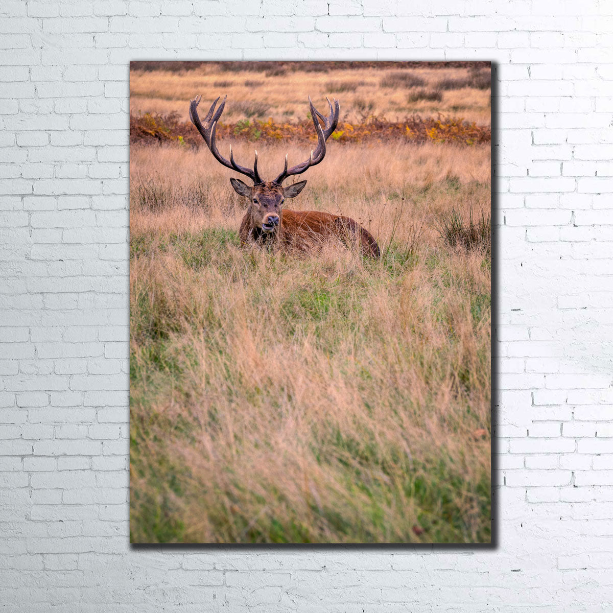Stunning Richmond Park Wall Art by Mike Cotton