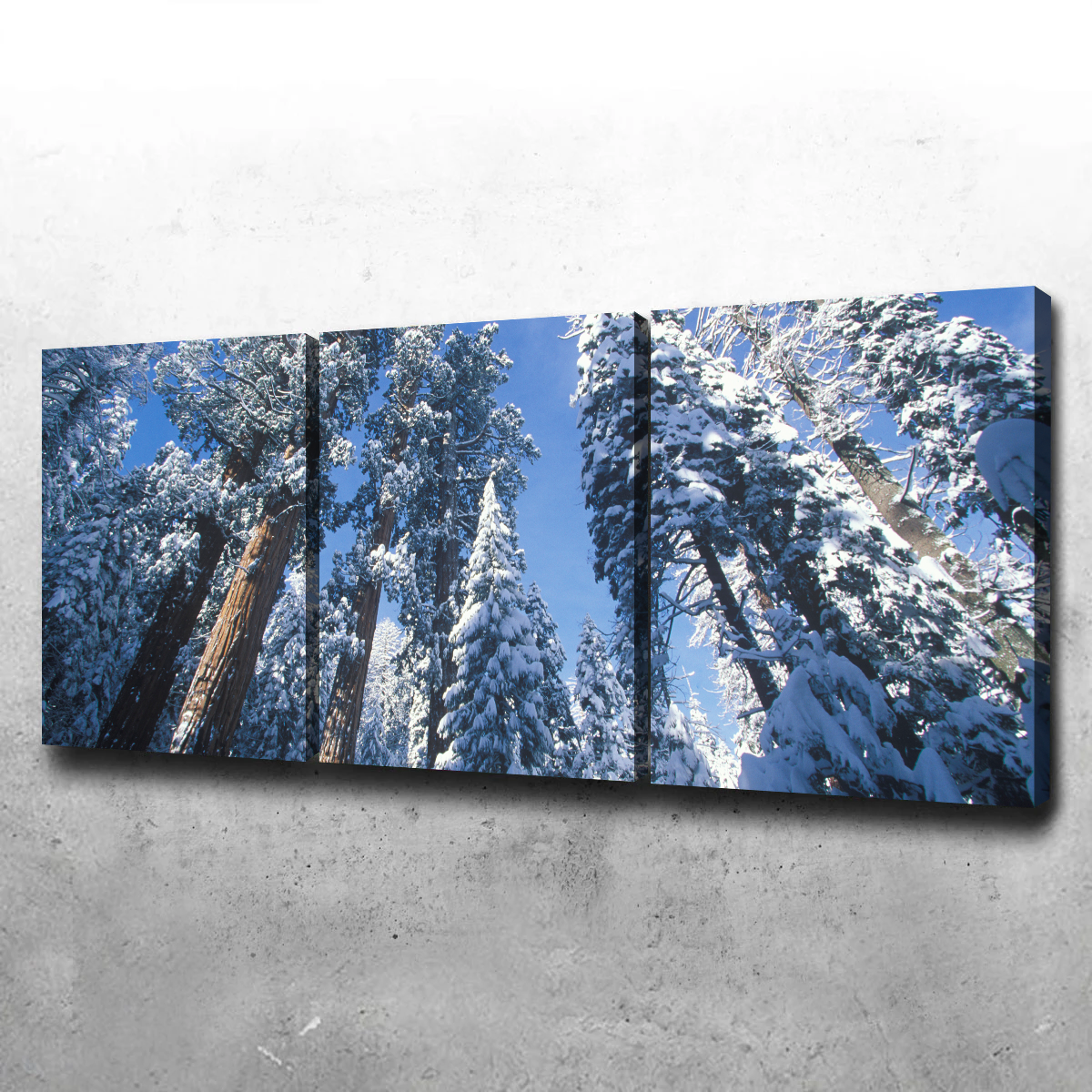 Breathtaking Redwoods Covered in Snow Wall Art for Your Home