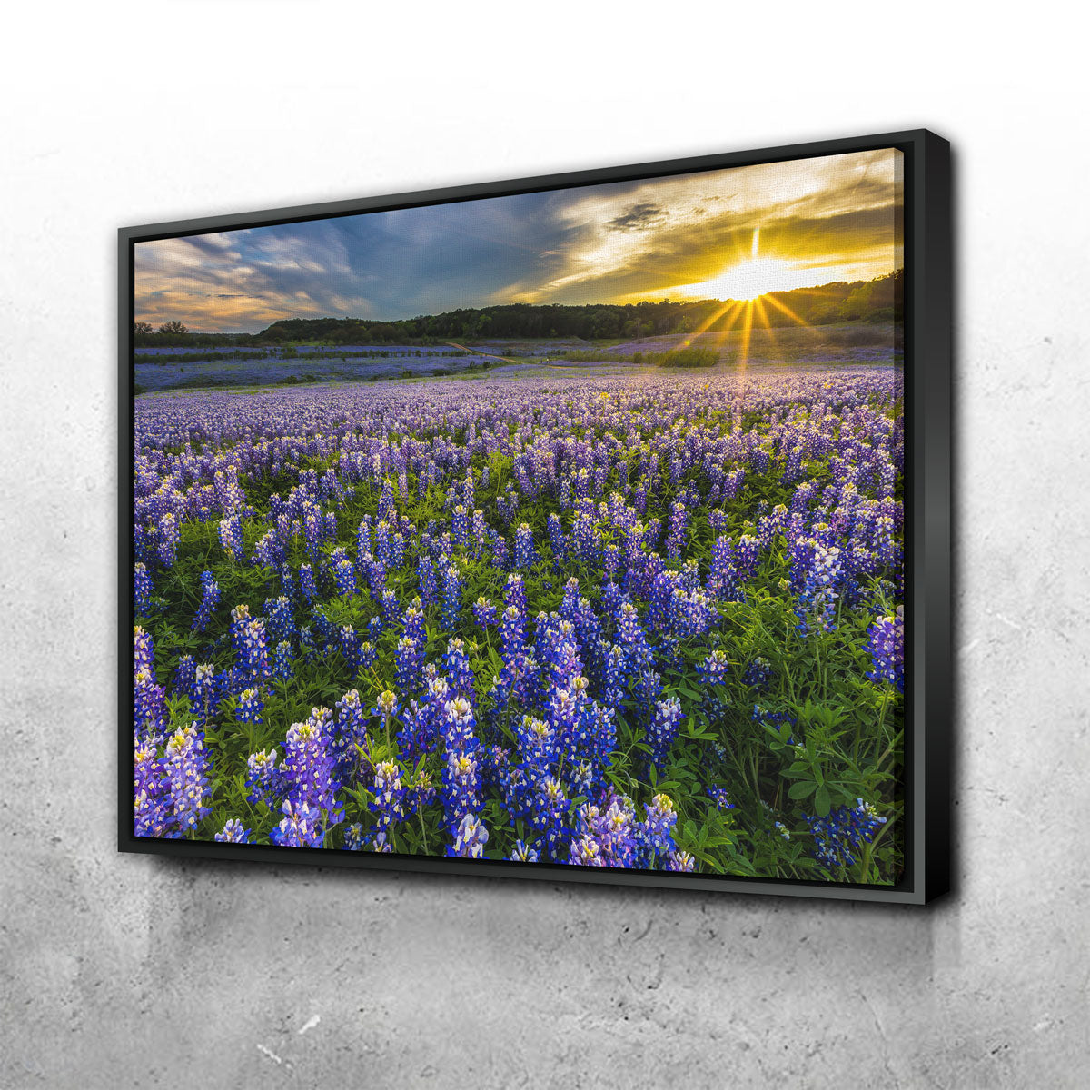 Gorgeous Texas Bluebonnet Field at Muleshoe Bend Wall Art for Home Decor