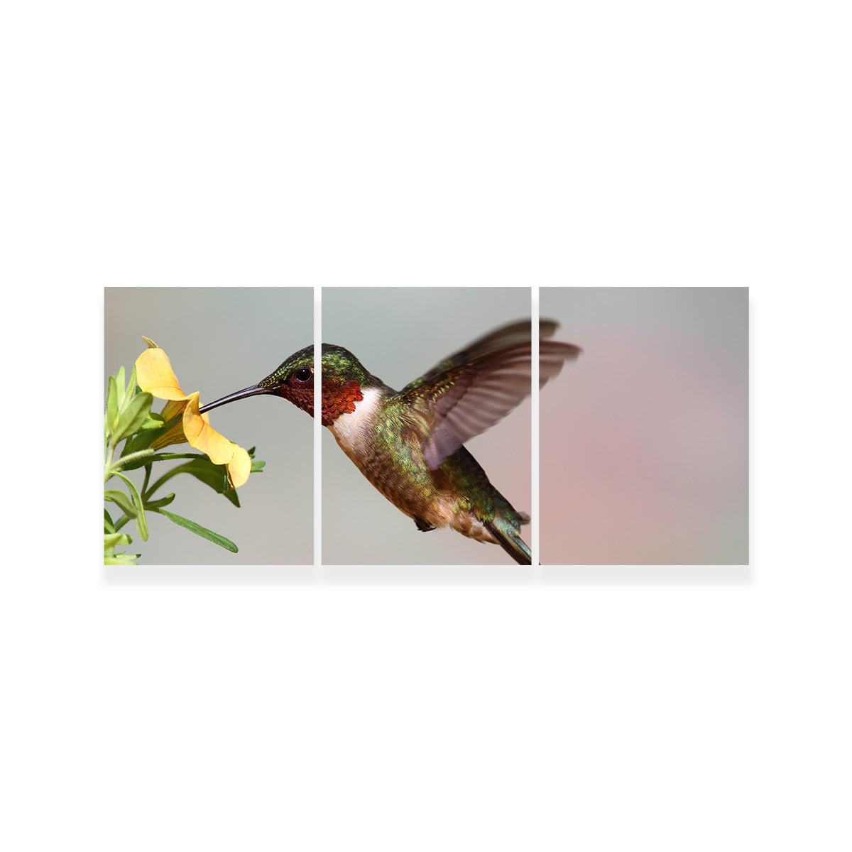 Exquisite Ruby Throated Hummingbird Wall Art for Stunning Decor