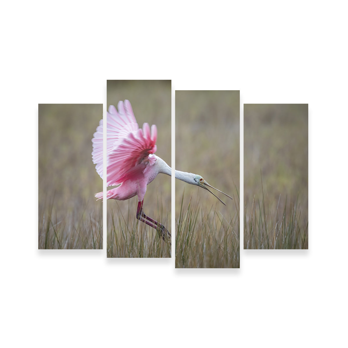 Stunning Roseate Spoonbill Wall Art from Merritt Island Wildlife Refuge