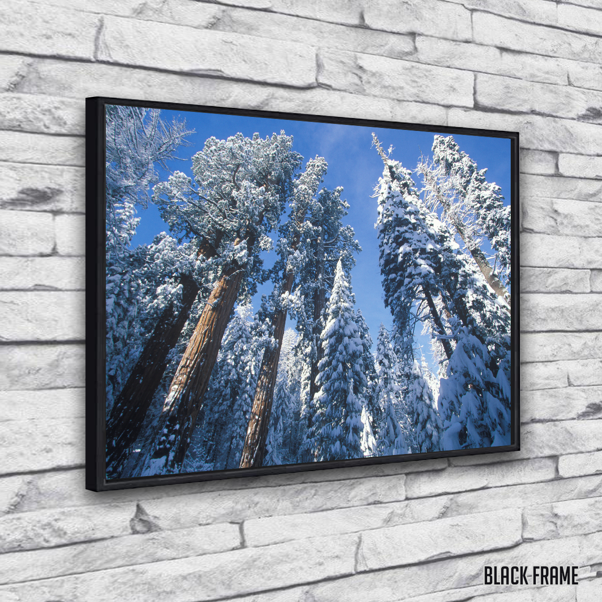 Breathtaking Redwoods Covered in Snow Wall Art for Your Home