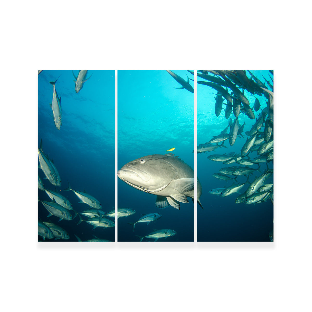 Exquisite Sea of Cortez Grouper Wall Art