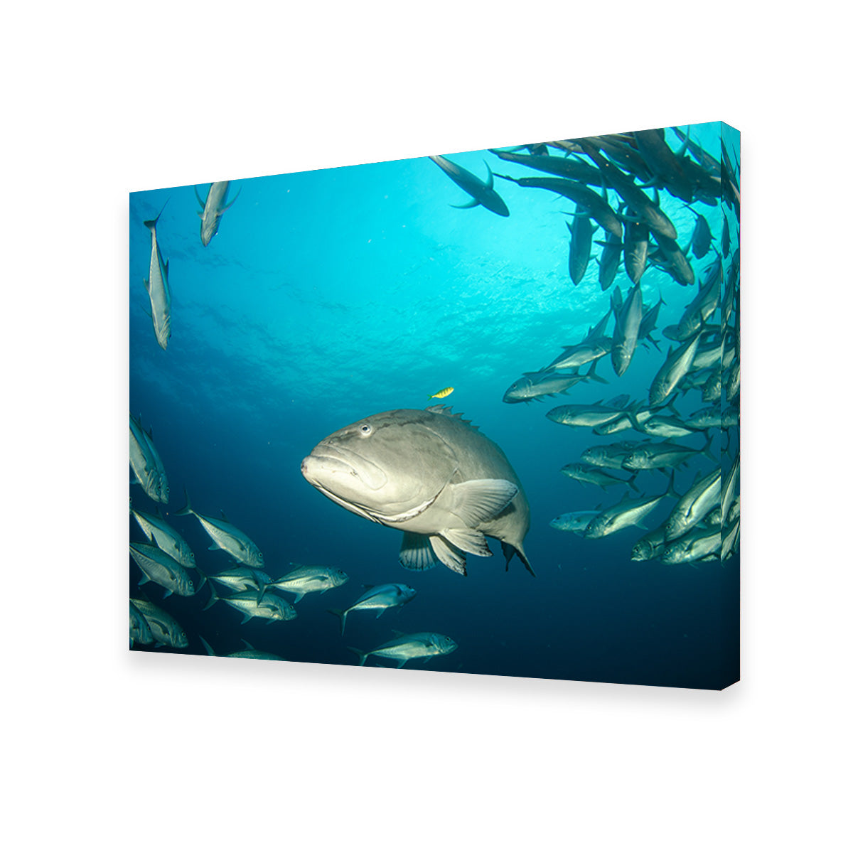 Exquisite Sea of Cortez Grouper Wall Art