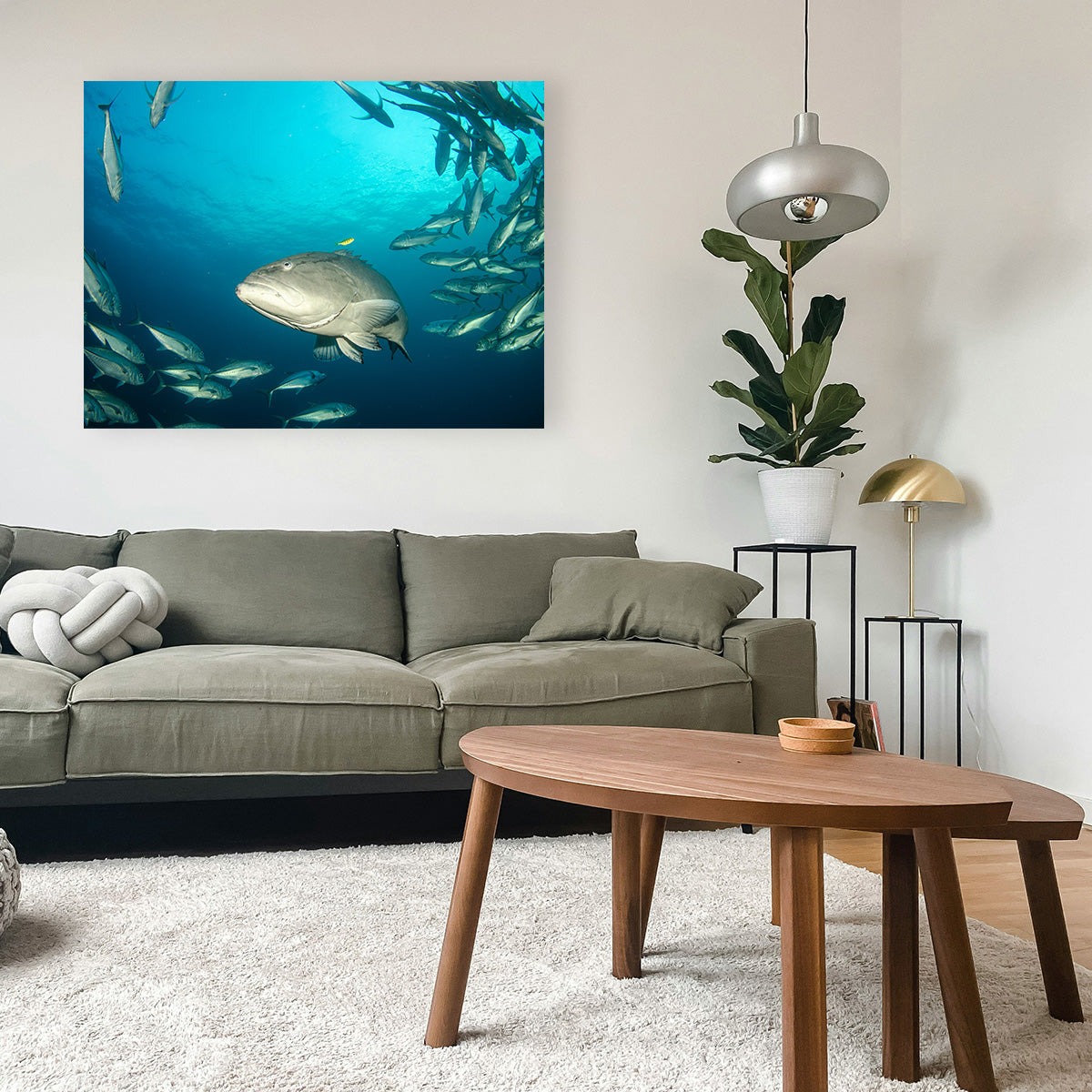 Exquisite Sea of Cortez Grouper Wall Art