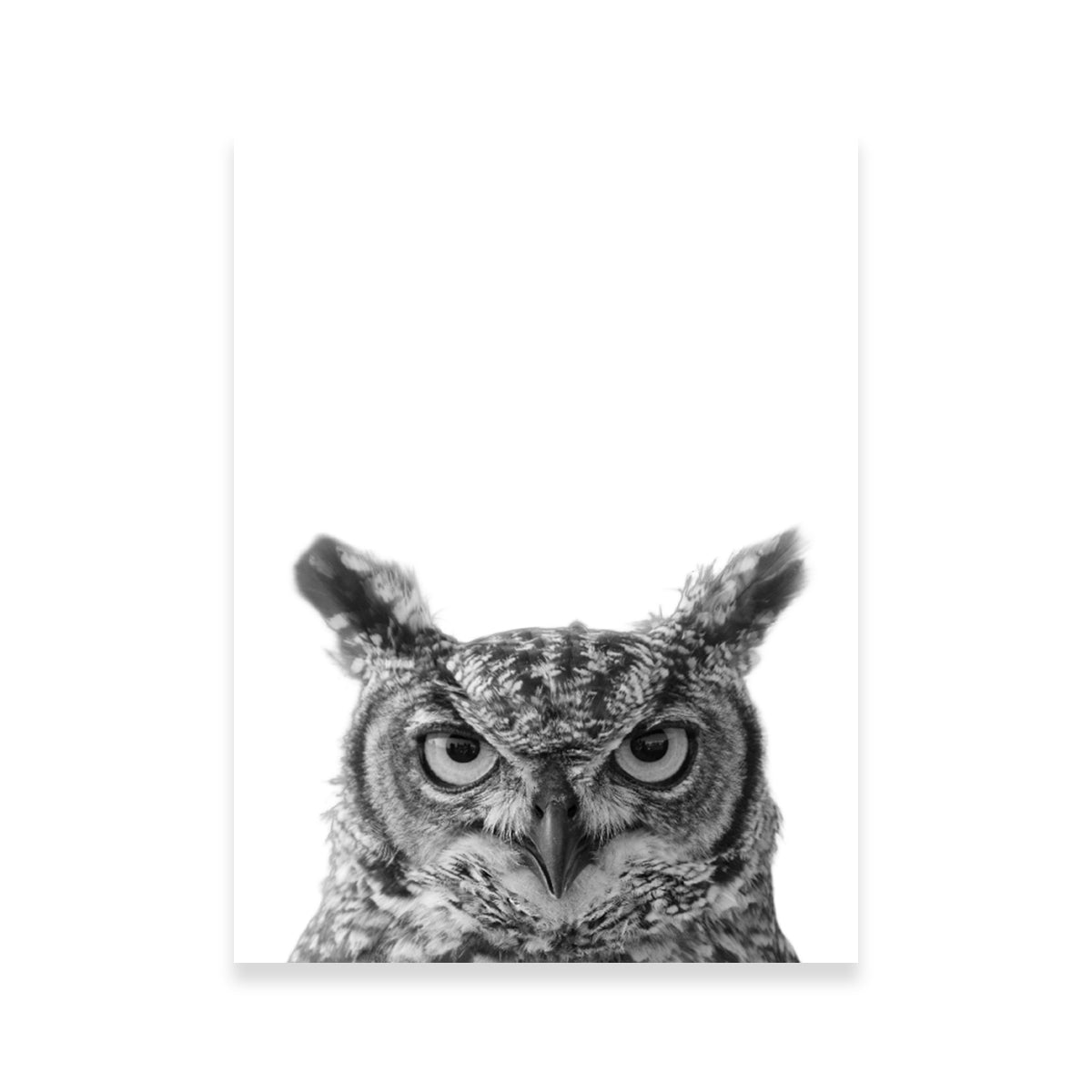 Stunning Owl Wall Art by Lawisi