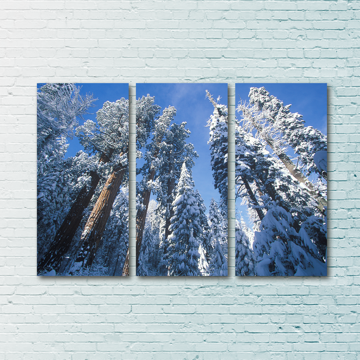 Breathtaking Redwoods Covered in Snow Wall Art for Your Home