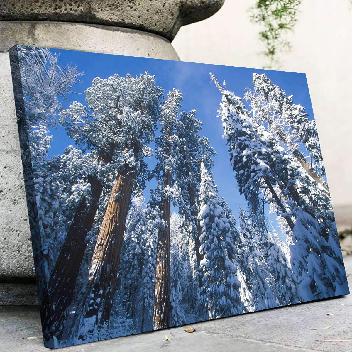Breathtaking Redwoods Covered in Snow Wall Art for Your Home