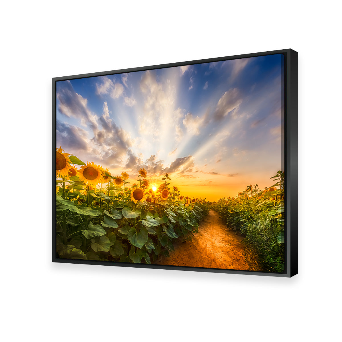 Gorgeous Path Through the Sunflower Field Wall Art by Melanie Viola