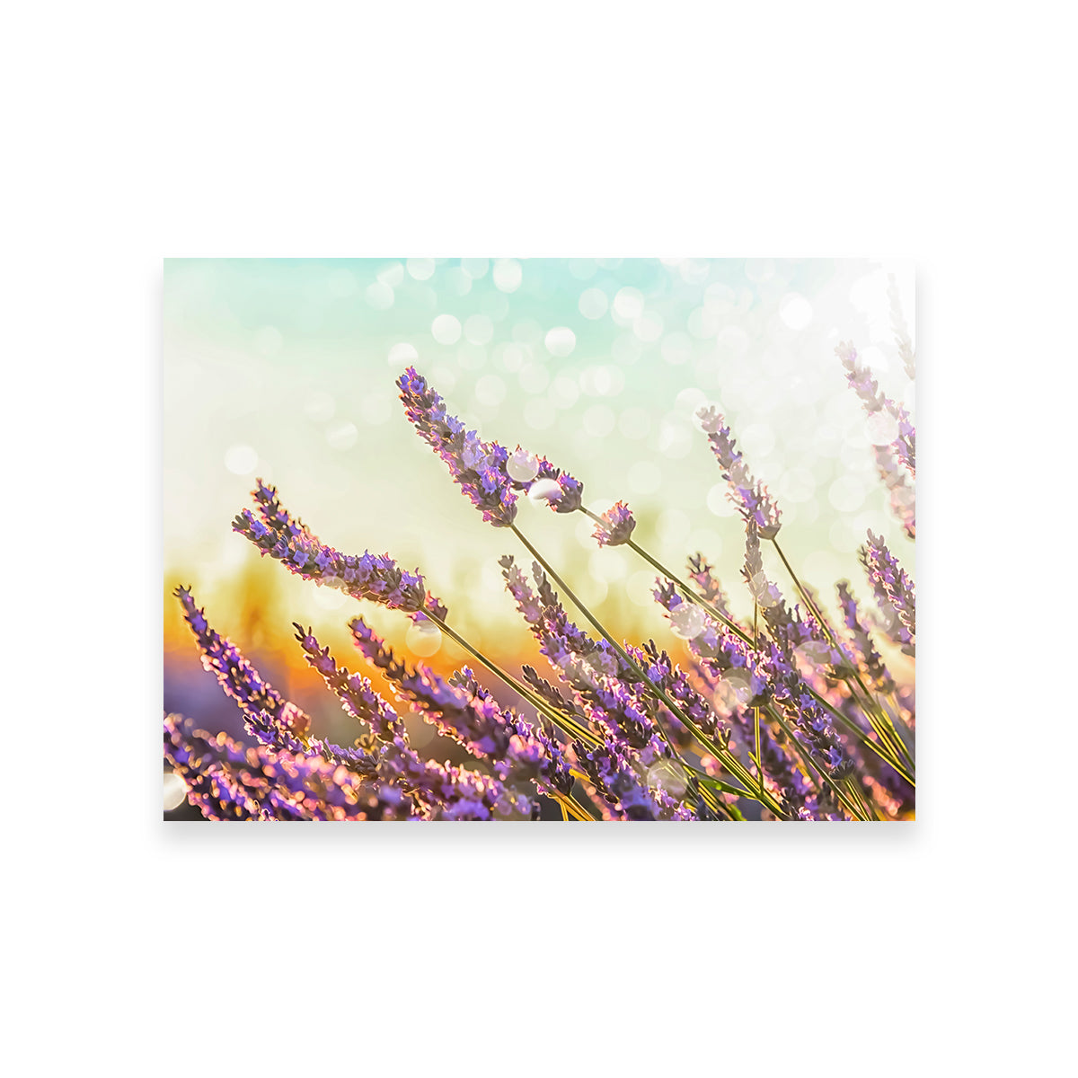 Gorgeous Sparkling Lavender Wall Art by Manjik Pictures