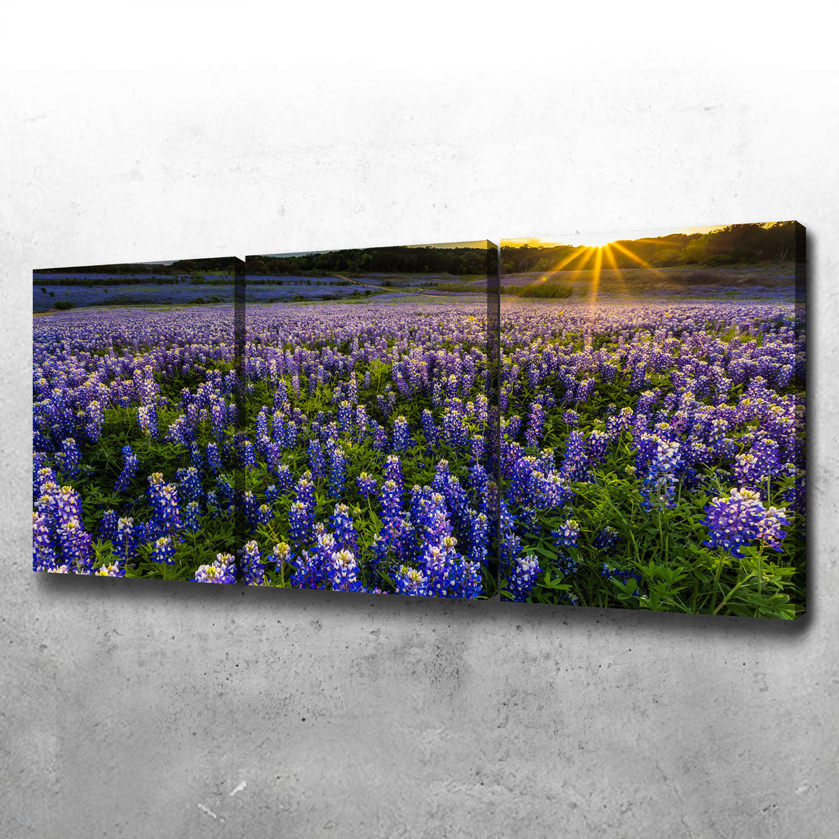 Gorgeous Texas Bluebonnet Field at Muleshoe Bend Wall Art for Home Decor