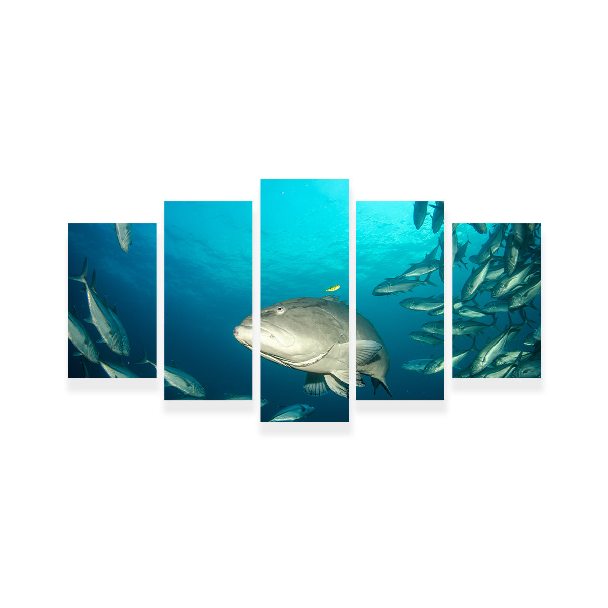 Exquisite Sea of Cortez Grouper Wall Art