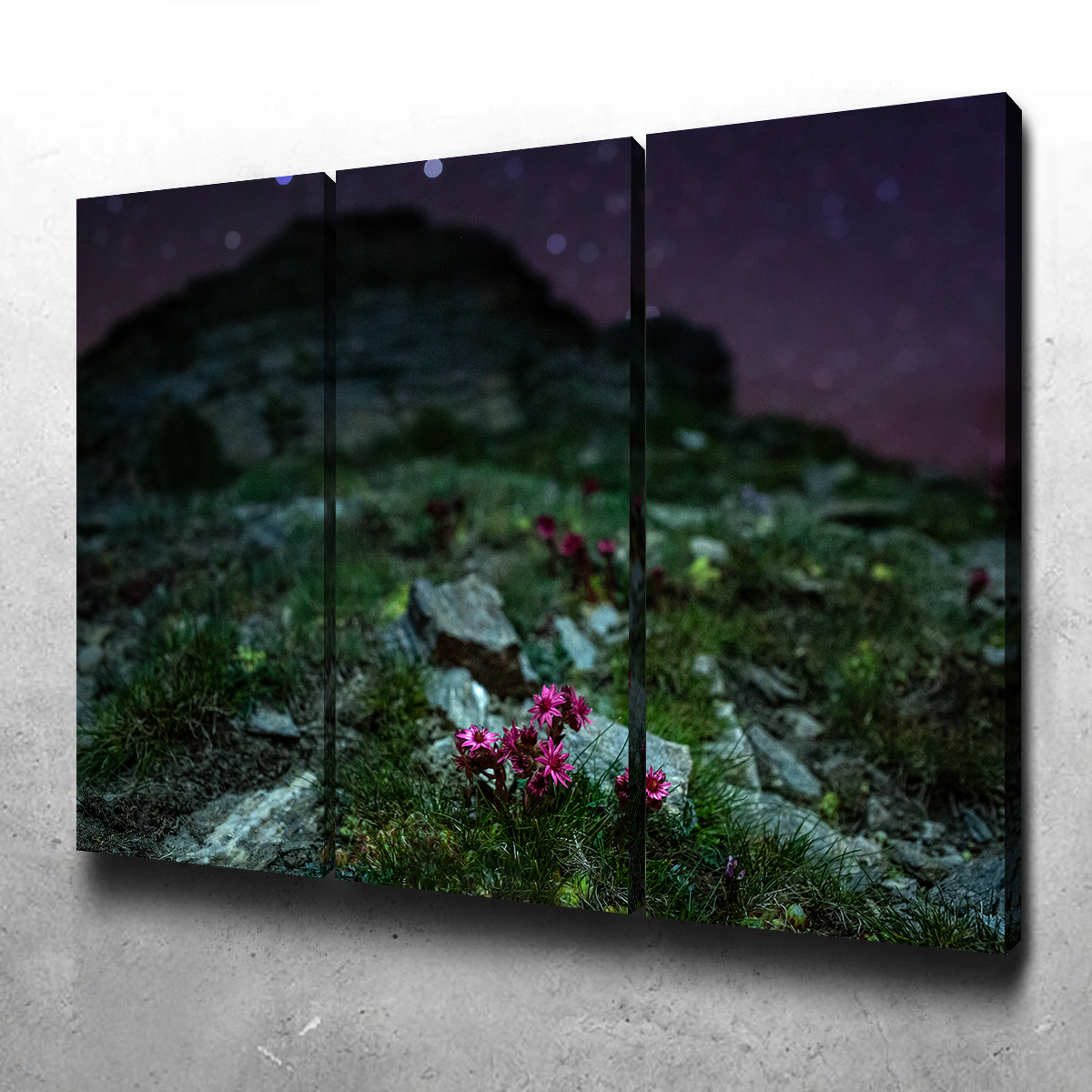 Exquisite Star Studded Joubarbe Wall Art by Jeff Graphy