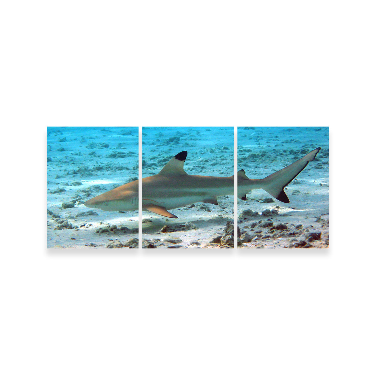 Stunning Black Tip Reef Shark Wall Art for Your Home Decor