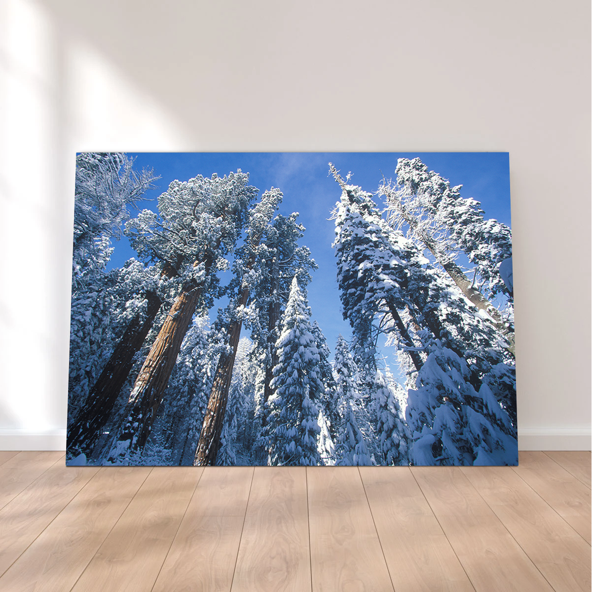 Breathtaking Redwoods Covered in Snow Wall Art for Your Home