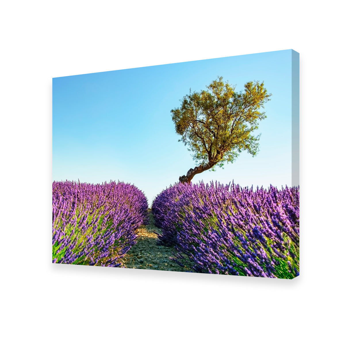 Exquisite Provence Landscape Wall Art for Stunning Home Decor