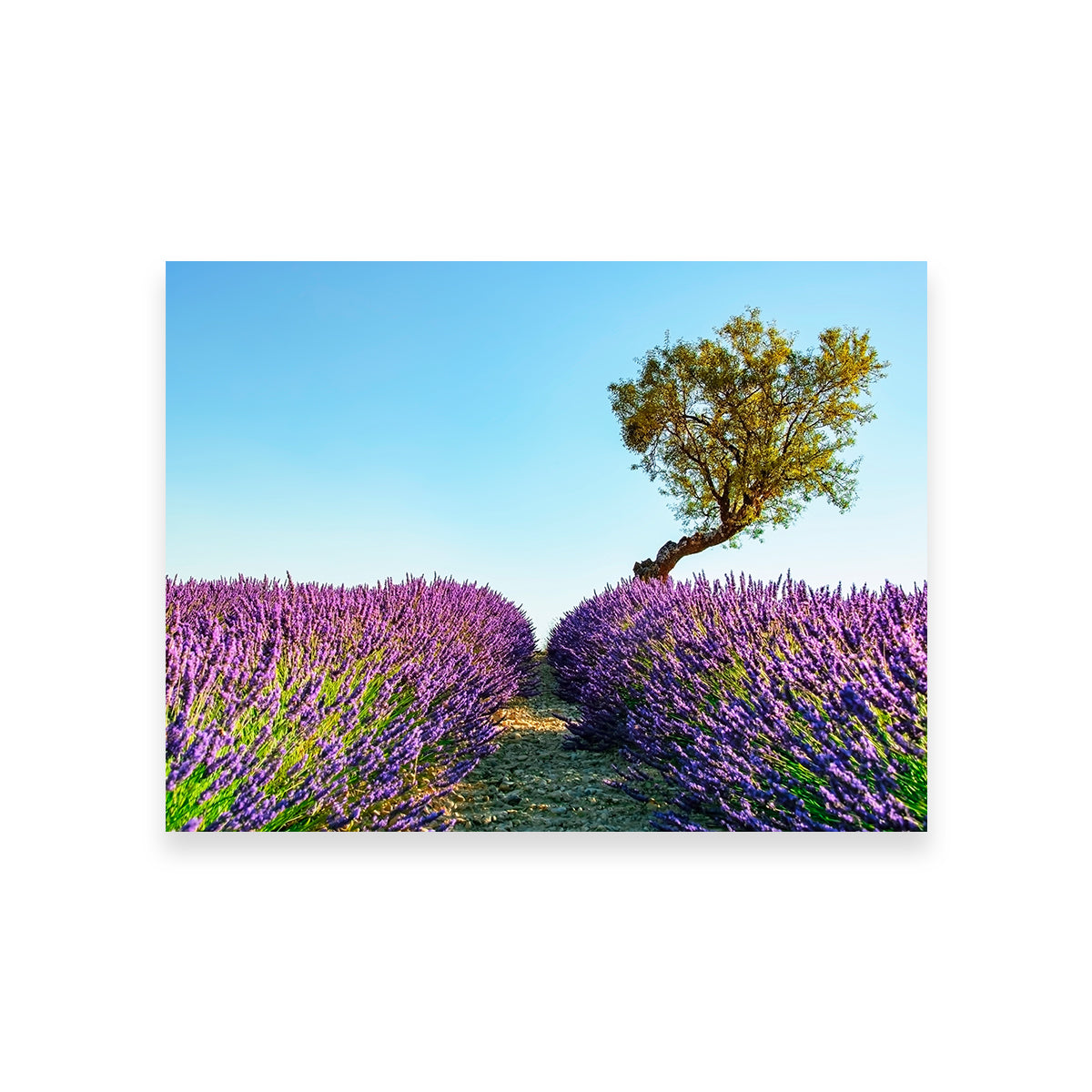Exquisite Provence Landscape Wall Art for Stunning Home Decor