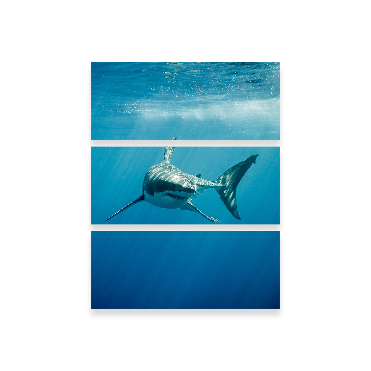 Stunning Great White Shark Swimming Wall Art for Home Decor
