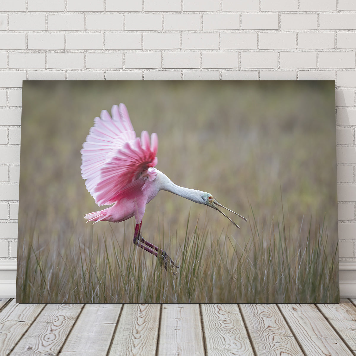 Stunning Roseate Spoonbill Wall Art from Merritt Island Wildlife Refuge