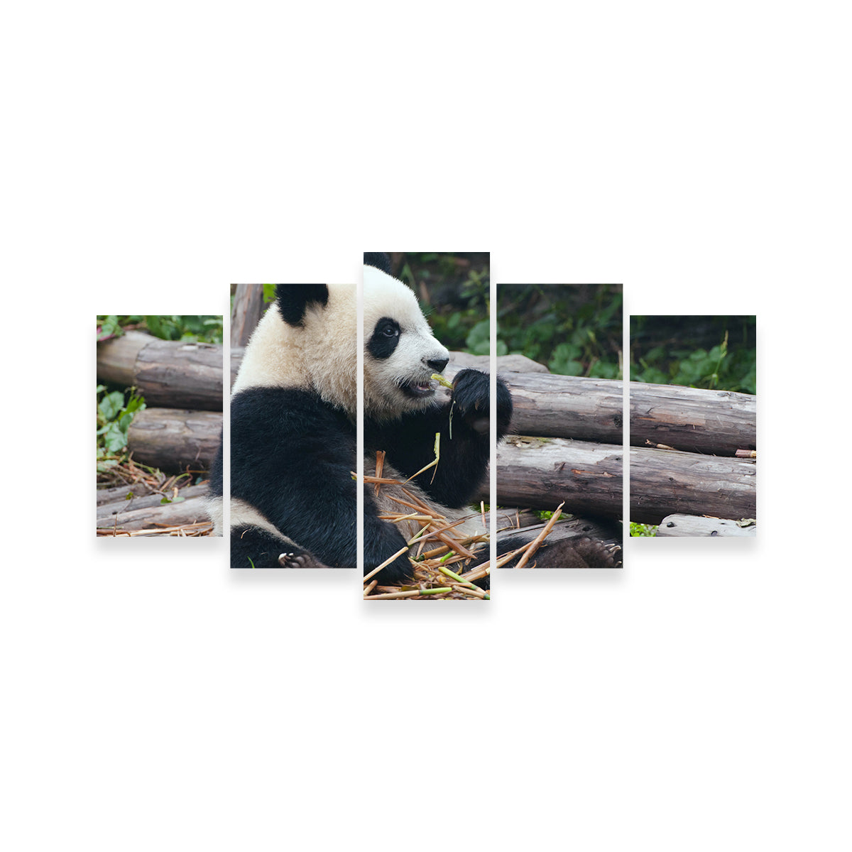 Adorable Panda Bear Eating Bamboo Wall Art for Home Decor