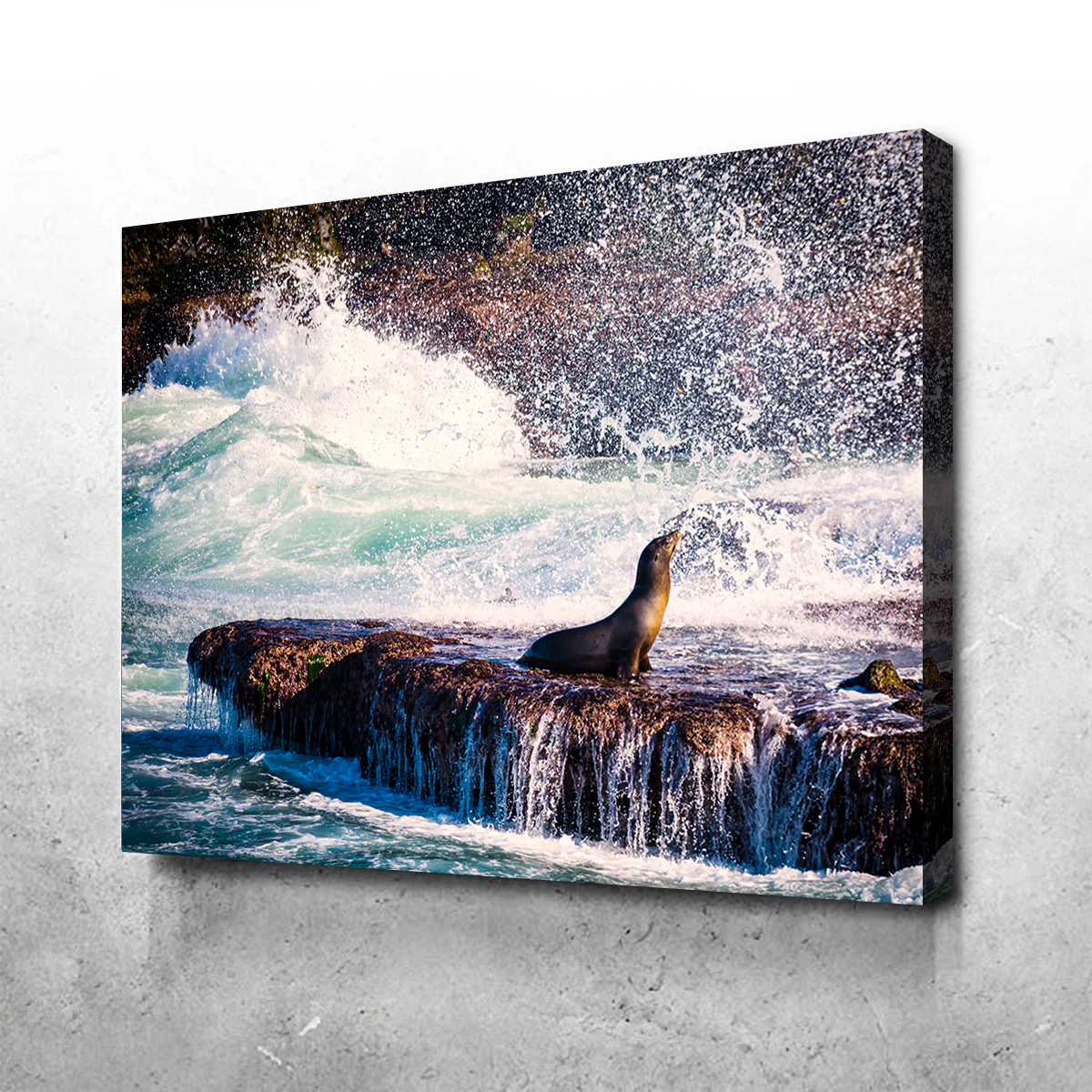 Stunning Sea Lion Surf La Jolla Wall Art for Coastal Home Decor