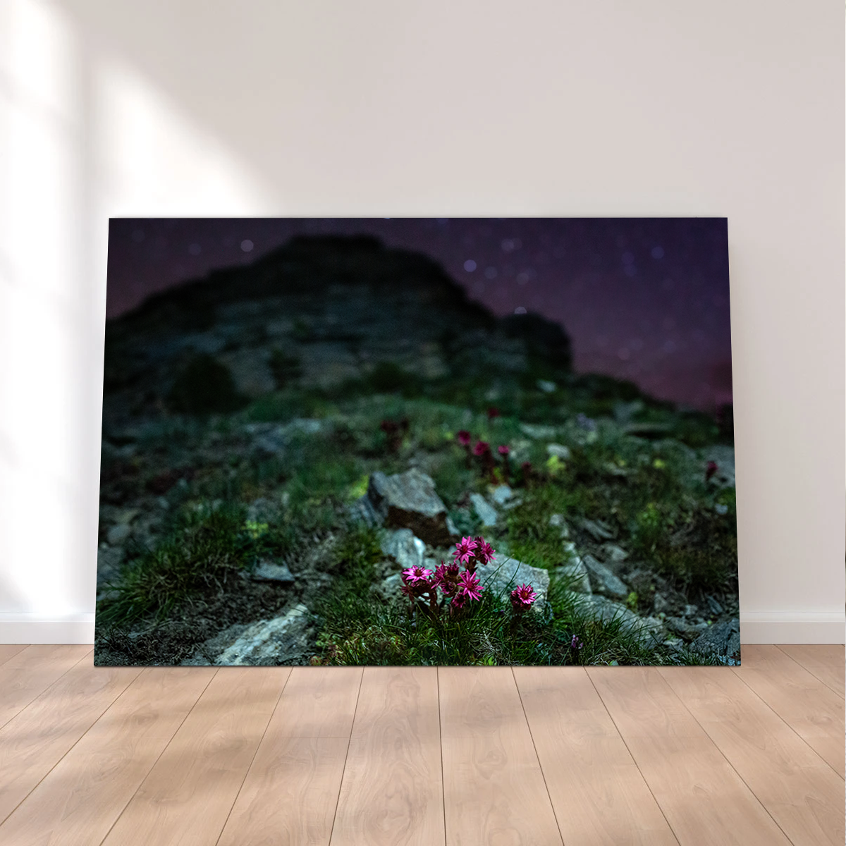 Exquisite Star Studded Joubarbe Wall Art by Jeff Graphy