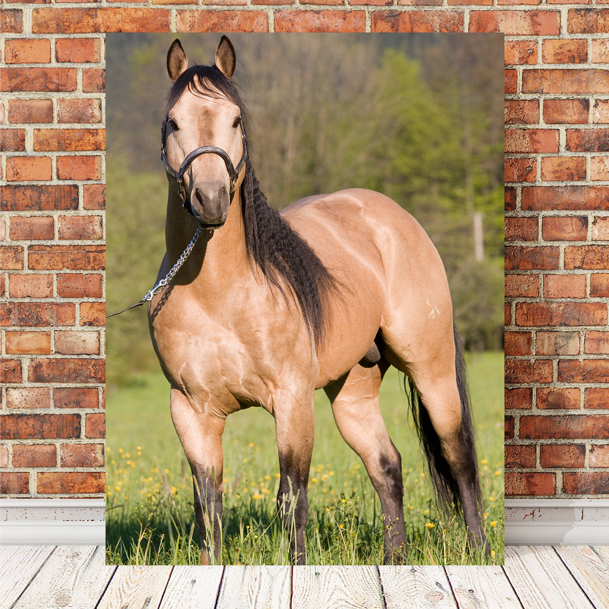 Stunning Quarter Horse Posing Wall Art for Horse Lovers