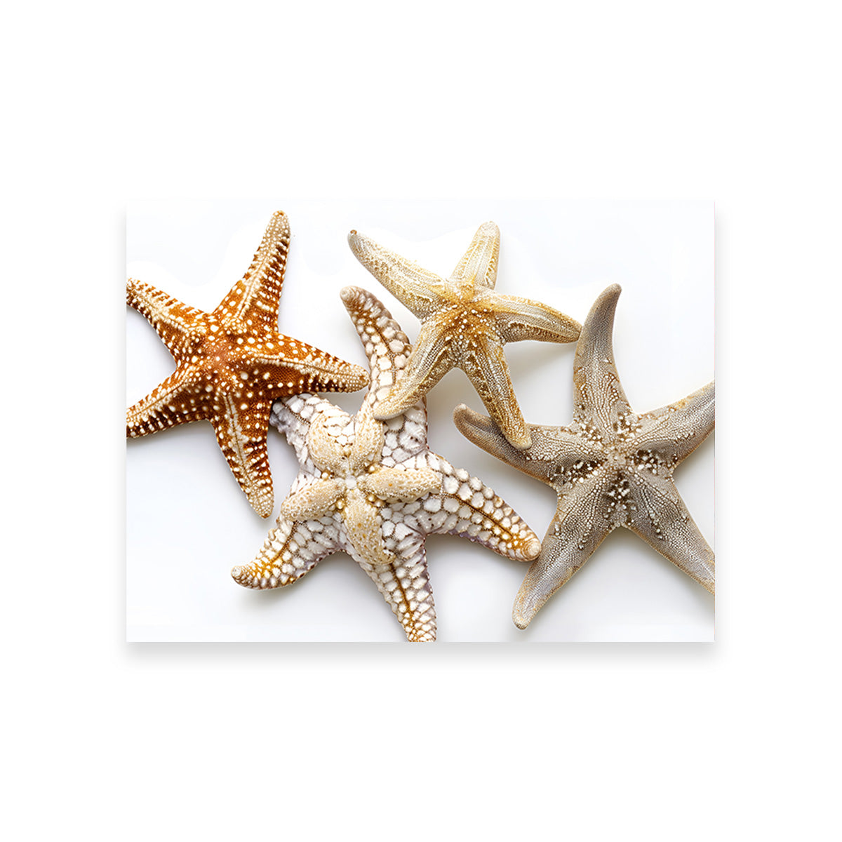 Gorgeous Starfishes Wall Art for Stunning Home Decor
